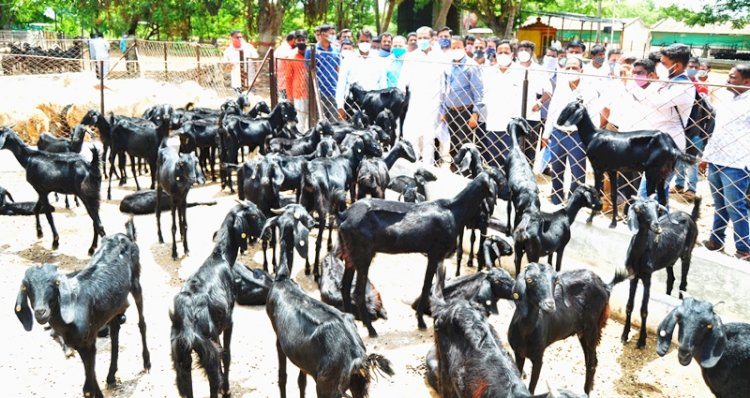 सानेन बकरीचे राज्यात पैदास केंद्र उभारणार !  पशुसंवर्धन मंत्री सुनील केदार यांची माहिती