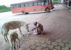 * सरकारची कसली आली हो ही संचारबंदी, विठ्ठलाच्या नगरीत या आषाढी वारीनिमित्त पुण्याईला तर नाही ना बंदी!*