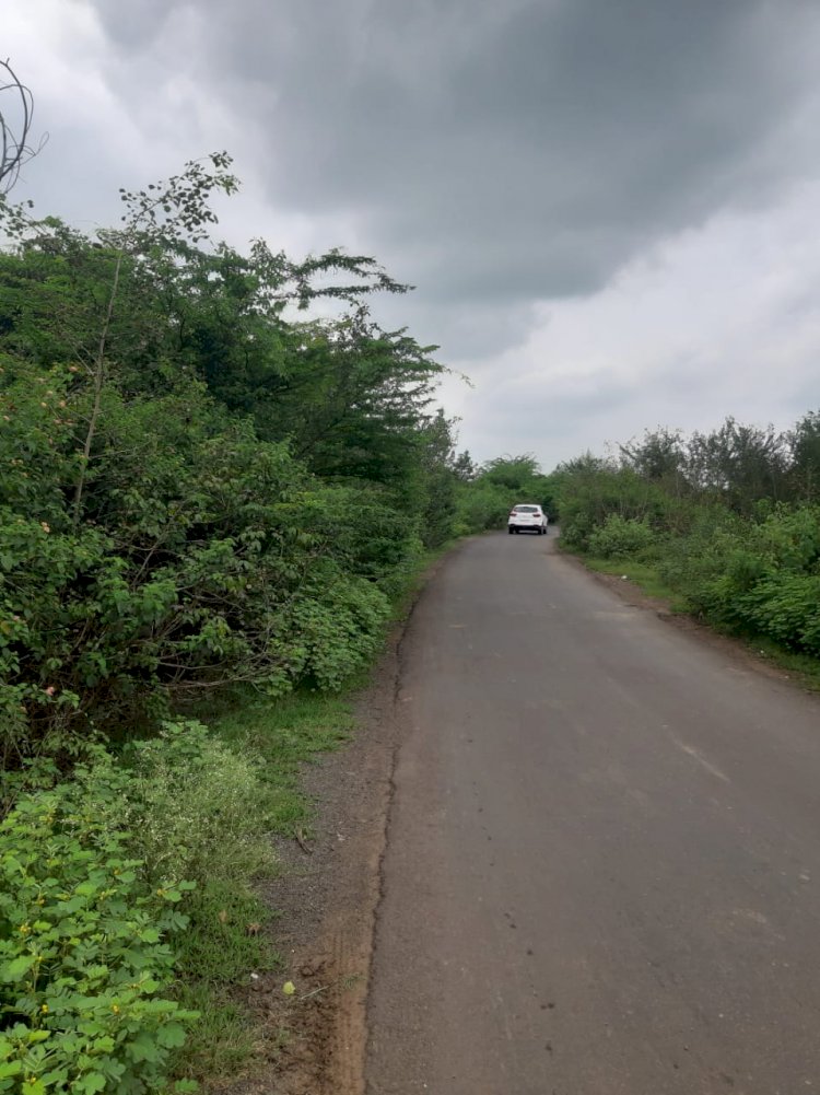 *करकंब ,उंबरे (पागे) करोळे रस्त्यावर झाडा झुडपांचे अतिक्रमण*