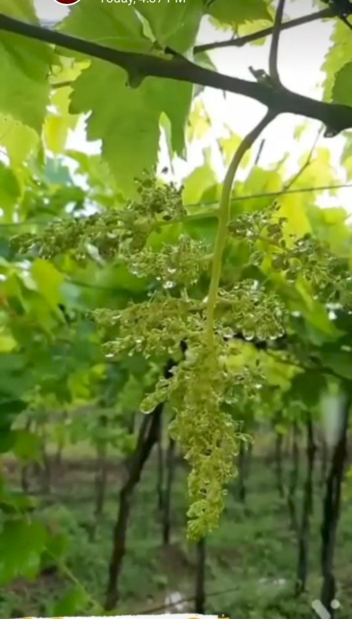 : *करकंब च्या शेतकऱ्यांची उडाली झोप.... निसर्गाने केला कोप...*.!  *निसर्गाने केला कहर त्यामुळे करकंब सह परिसरातील द्राक्ष बागा संपुष्टात.