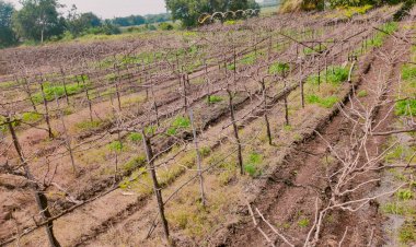 *मॉडर्न अँग्रीजेनिटिक्स तणनाशक कंपनीसह विक्रेत्यावर करकंब पोलिसात गुन्हा दाखल.*  - *करकंब व बार्डी परिसरातील अनेक शेतकऱ्यांच्या बागा तणनाशक फवारणीमुळे अद्याप फुटल्याच नाहीत*
