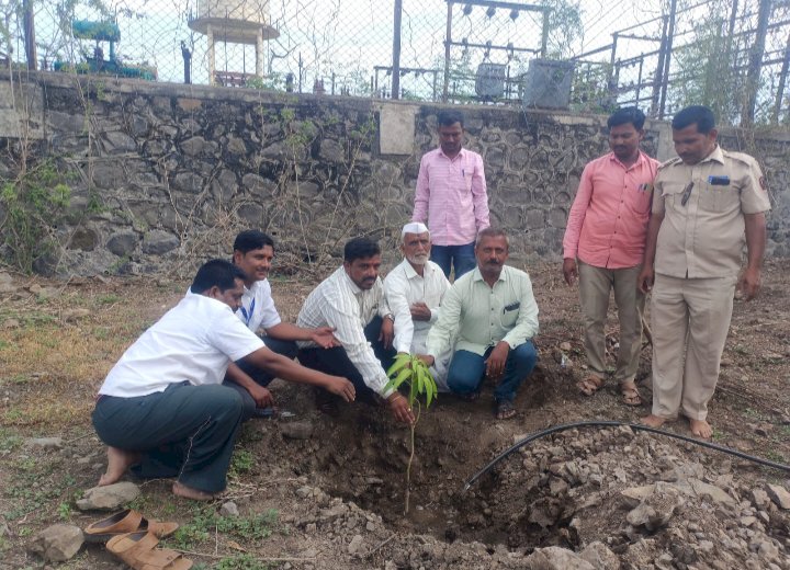 *वीज महावितरण कार्यालय चळे  येथे  २५१झाडाचे वृक्षारोपण*