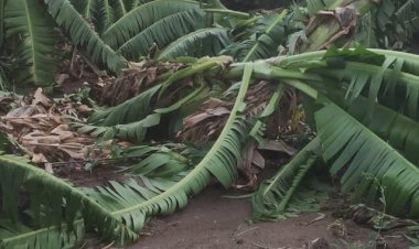 *पंढरपूर तालुक्यात अतोनात नुकसान*  *मान्सूनपूर्व झालेल्या  वादळी वाऱ्यातील पावसाचा कोट्यावधी रुपयाचा फटका*   *९१ गावातील पिके,घरे अन् जनावरांचे नुकसान*