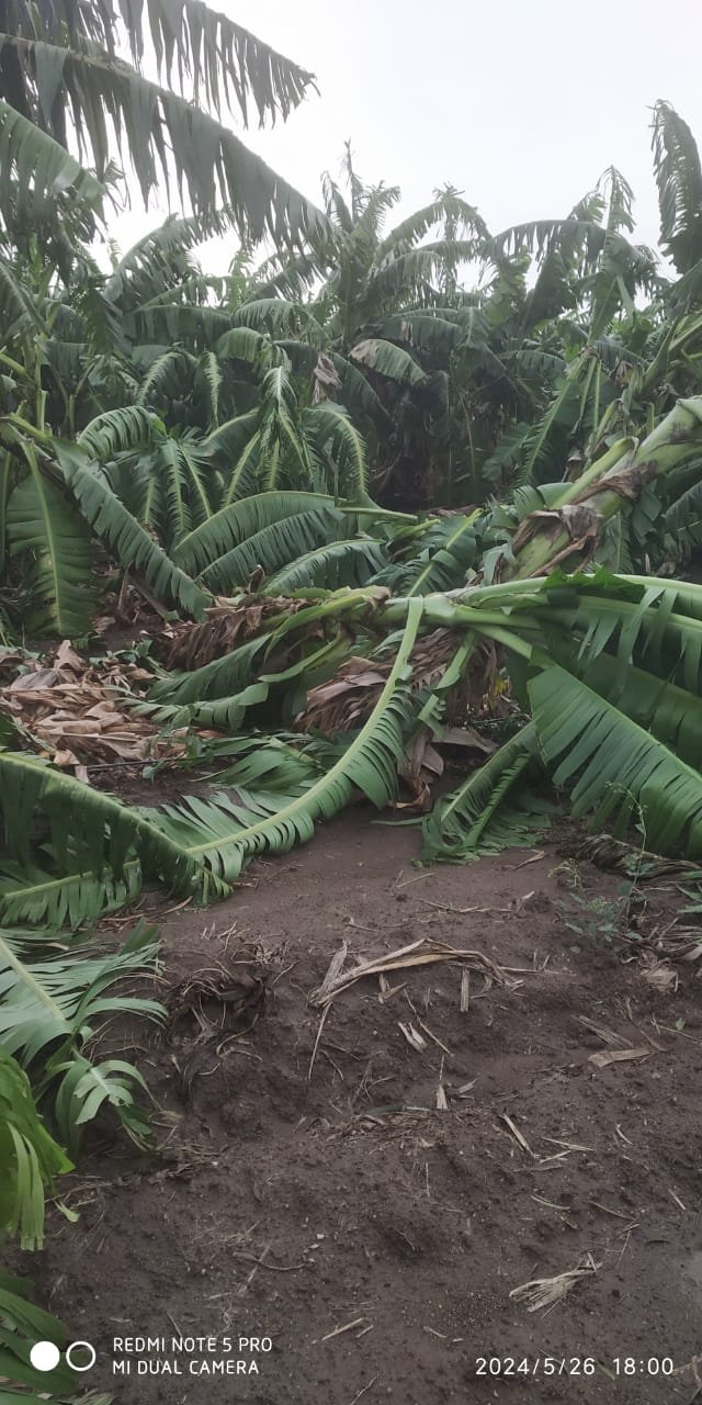 *पंढरपूर तालुक्यात अतोनात नुकसान*  *मान्सूनपूर्व झालेल्या  वादळी वाऱ्यातील पावसाचा कोट्यावधी रुपयाचा फटका*   *९१ गावातील पिके,घरे अन् जनावरांचे नुकसान*