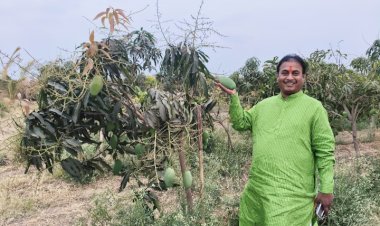  *मनसे नेते दिलीप धोत्रे यांच्या शेतात बहरली आंबराई !*  *खडकाळ माळरानावर केशर आंब्याची यशस्वी लागवड*;  *पहिल्याच वर्षी २० टन उत्पादन, बाजारात चांगला दर मिळाल्याने शेतीतूनही गोड यश*