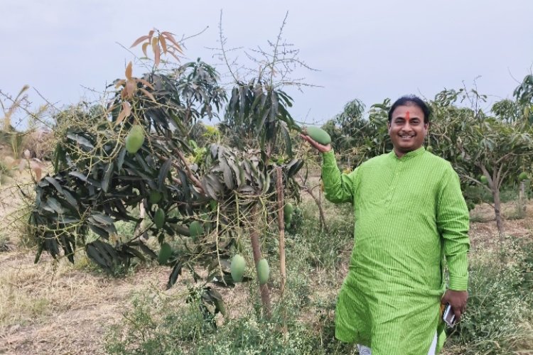  *मनसे नेते दिलीप धोत्रे यांच्या शेतात बहरली आंबराई !*  *खडकाळ माळरानावर केशर आंब्याची यशस्वी लागवड*;  *पहिल्याच वर्षी २० टन उत्पादन, बाजारात चांगला दर मिळाल्याने शेतीतूनही गोड यश*